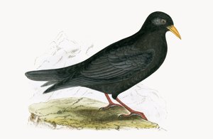 Alpine Chough, ilustrace z „Historie ptáků Evropy nepozorovaných na Britských ostrovech“ od Charlese Roberta Bree (1811-86), vydáno 1867 od English School