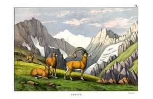 Ammon-sheep od English School