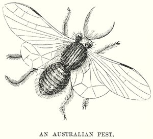 Ein australischer Schädling von English School