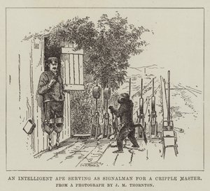 Inteligentní opice sloužící jako Signalman pro Mistra Cripple od English School