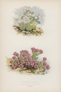 Androsace Villosa; Saxifraga Oppositefolia (barevná lito) od English School