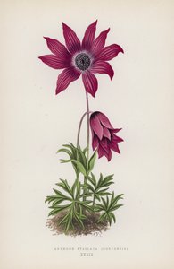 Anemone Stellata, Hortensis (barevná litografie) od English School