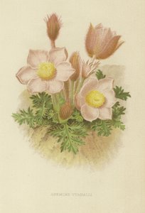 Anemone vernalis od English School
