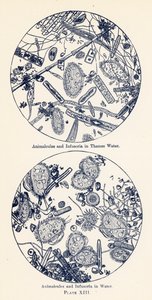 Animalcules a Infusoria ve vodě (barevná litografie) od English School