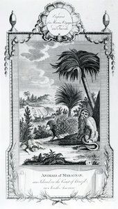 Zvířata z Maragnanu, ilustrace převzata z Moores Voyages and Travels, 1778 od English School