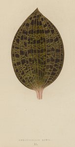 Anoectochilus Lowii od English School