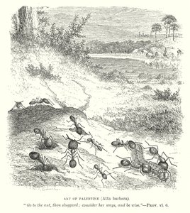 Mravenec palestinský (Atta Barbara) (rytina) od English School