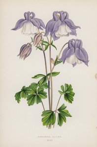 Aquilegia Alpina (barevná lito) od English School