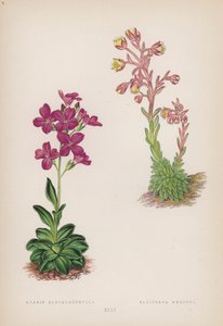 Arabis; Saxifraga Ambigua (barva litho) od English School