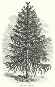 Araucaria Imbricata (rytina) od English School