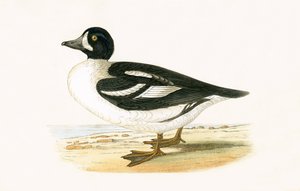 Arctic Garrot, ilustrace z „Historie ptáků Evropy nepozorovaných na Britských ostrovech“ od Charlese Roberta Bree (1811-86), vydáno 1867