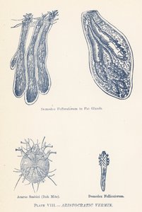Aristokratická havěť (barevná litografie) od English School