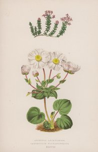 Asperula Arcadiensis; Ranunculus Parnassifolius (barevná litografie) od English School