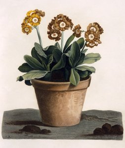 Auricula in a Pot, c.1840 (ručně kolorovaná rytina) od English School
