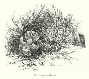 Austrálie: The Bower-Bird (rytina) od English School