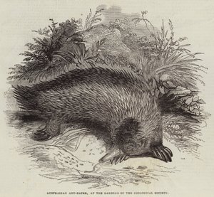 Australský mravenečník v zahradách Zoologické společnosti (rytina) od English School