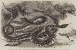 Australští jedovatí hadi nedávno přidáni do sbírky plazů v zahradách Zoologické společnosti, Regent