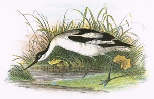 Avocet od English School