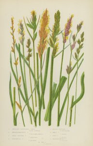 Carex axillary-clustered, Boenninghausen