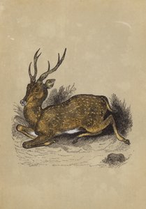 Axis Deer (barva lito) od English School