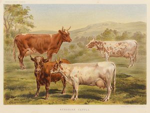 Ayrshire Cattle (barevná litografie) od English School
