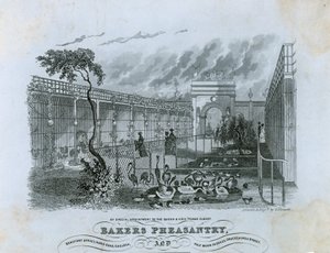 Bakers Bažantnice, Chelsea od English School