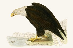 Orel bělohlavý, ilustrace z „Historie ptáků Evropy nepozorovaných na Britských ostrovech“ od Charlese Roberta Bree (1811-86), vydáno 1867 od English School
