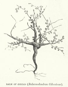 Balzám z Gileadu, Balsamodendron Gileadense (rytina) od English School