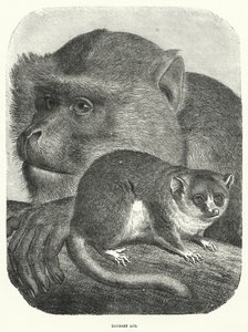 Barbary Ape (rytina) od English School