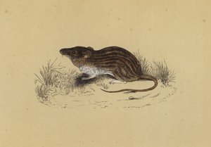 Barbary Mouse (barevná lito) od English School