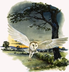 Sova pálená v letu, ilustrace z knihy 