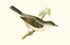 Barred Warbler, ilustrace z „Historie ptáků Evropy nepozorovaných na Britských ostrovech“ od Charlese Roberta Bree (1811-86), vydáno 1867 od English School