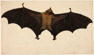 Netopýr, ze sbírky Francise Buchanana, c.1804 (akvarel a kvaš na papíře) od English School