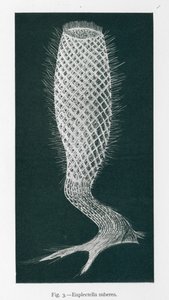 Krásy přírody: Euplectella Suberea (litografie) od English School