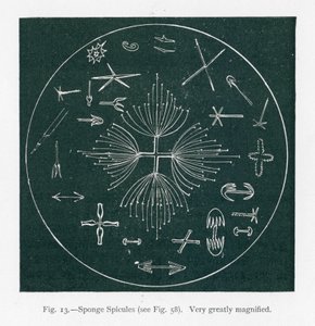 Krásy přírody: Houba Spicules (litografie) od English School