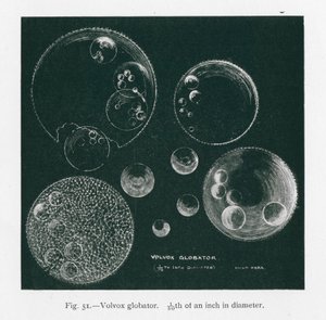 Schönheiten der Natur: Volvox Globator
