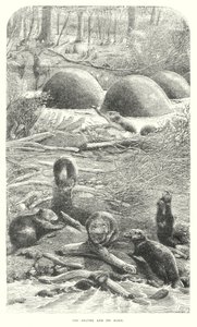 Bobři (rytina) od English School