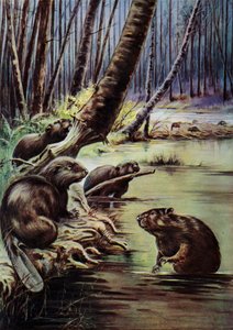 Bobři staví přehradu na řece (barva litho) od English School