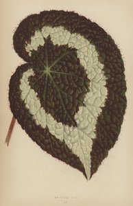 Begonia Rex od English School