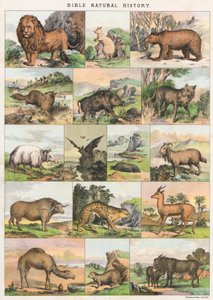 Bible Natural History od English School