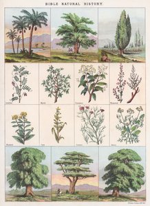 Bible Natural History od English School