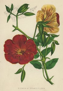 Bignonia Grandiflora (chromolitho) od English School