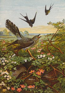 Ptáci (barevná litografie) od English School