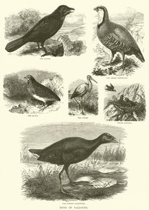 Birds of Palestine (rytina) od English School