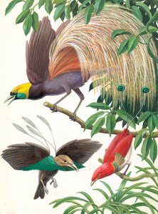 Birds of Paradise od English School