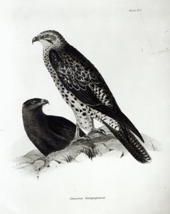 Birds of Prey, deska 2 z „The Zoology of the Voyage of H.M.S Beagle, 1832-36“ od Charlese Darwina od English School