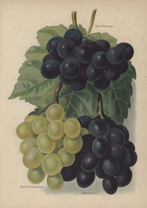 Black Hamburgh, Buckland Sweetwater, Black Alicante od English School