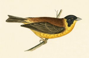 Strnad černohlavý, ilustrace z knihy „Historie ptáků Evropy nepozorovaných na Britských ostrovech“ od Charlese Roberta Bree (1811-86), vydáno 1867
