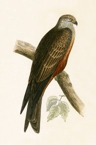 Černý drak, ilustrace z „Historie ptáků Evropy, která nebyla pozorována na Britských ostrovech“ od Charlese Roberta Bree (1811-86), vydáno 1867 od English School