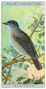 Blackcap od English School